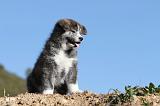 AKITA INU 032